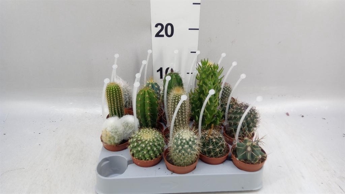 <h4>Cactus   ...mix</h4>