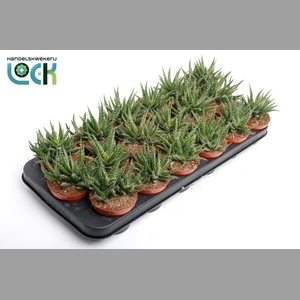 ALOE OV
