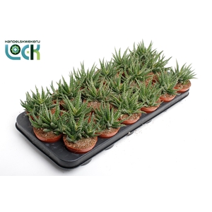 ALOE OV