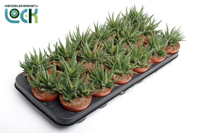 <h4>ALOE OV</h4>