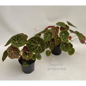 Begonia