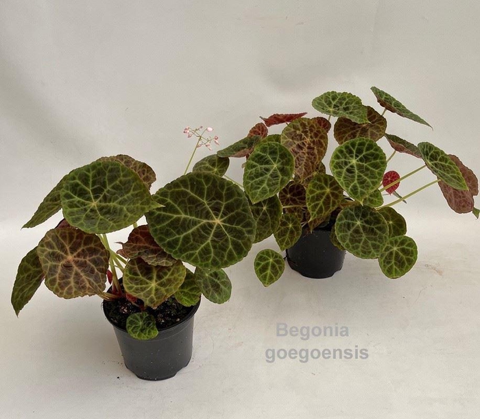 <h4>Begonia</h4>