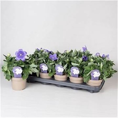 <h4>Platyco Gr Astra Blu</h4>