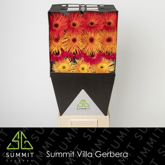 <h4>GE GS MIXED SPIDER</h4>