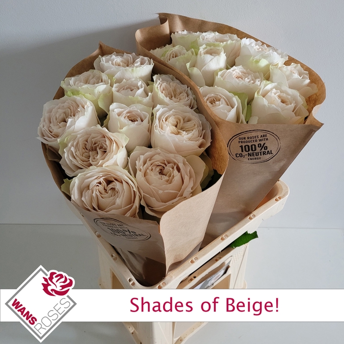 <h4>R GR SHADE OF BEIGE!</h4>