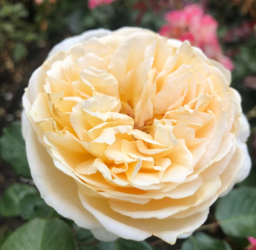 <h4>Rosa Garden Marzipan</h4>