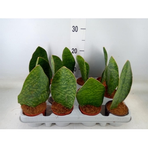 Sansevieria grandis