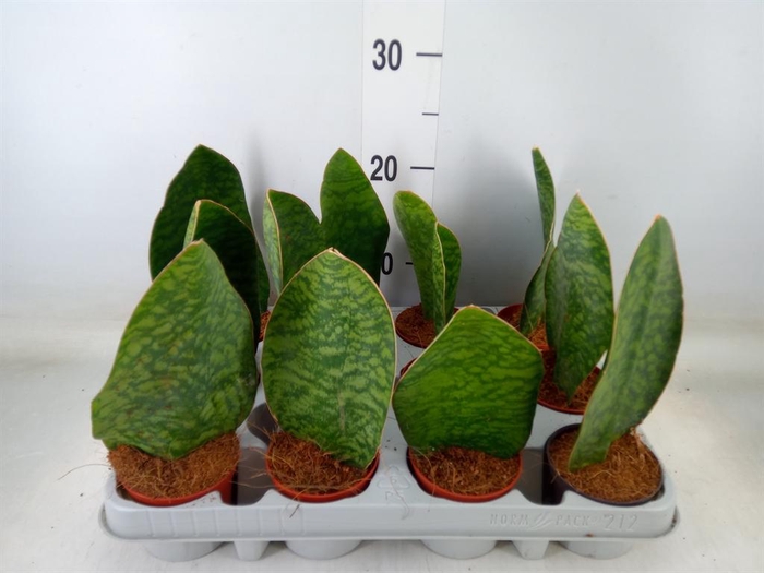 <h4>Sansevieria grandis</h4>