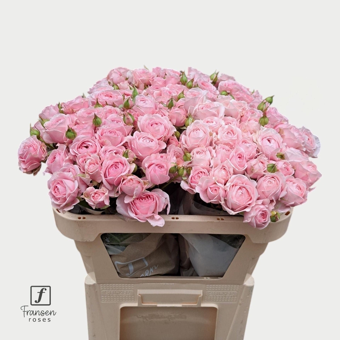 <h4>Rosa TR 'Fatal Attraction' FRANSEN</h4>