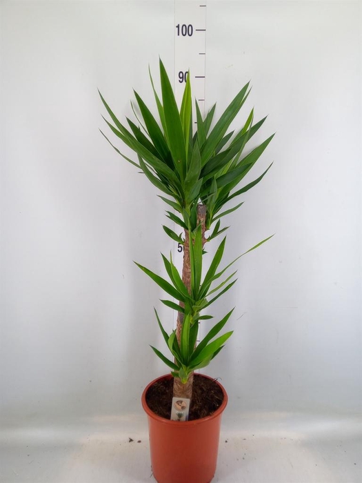 <h4>Yucca   ...</h4>