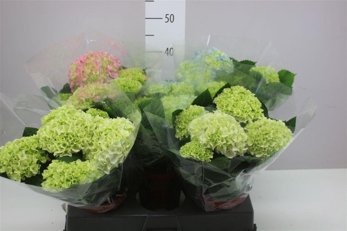 <h4>Hydrangea Gemengd 5-6</h4>