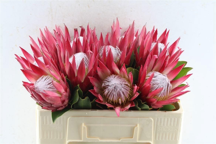 <h4>PROTEA CY MADIBA</h4>