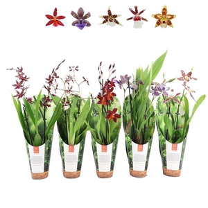 Inca Orchid mix 2 spike 9cm luxury jungle cover