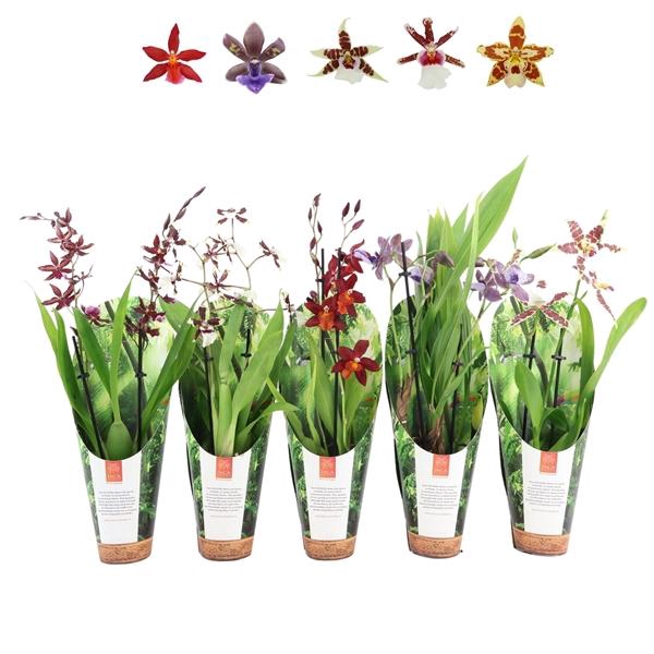 <h4>Inca Orchid mix 2 spike 9cm luxury jungle cover</h4>