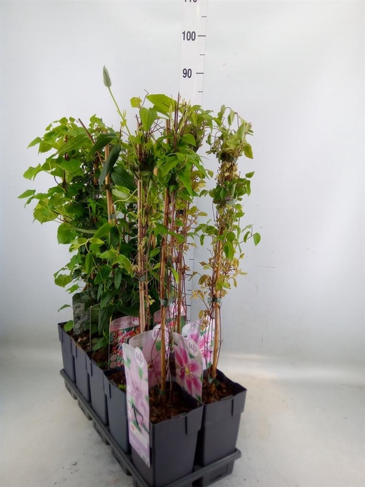 <h4>Klimplanten   ...</h4>