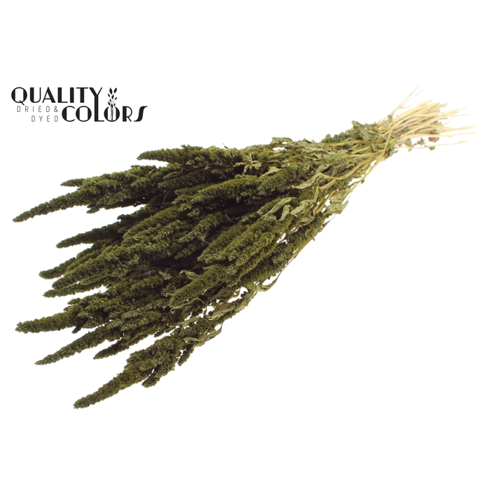 <h4>Amaranthus per bunch Olive</h4>