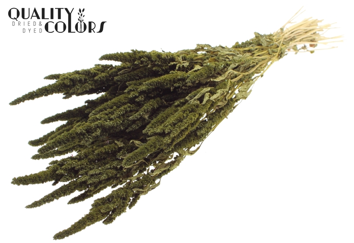 Amaranthus per bunch Olive