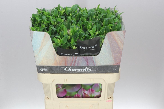 <h4>Alstro Charm Pink</h4>