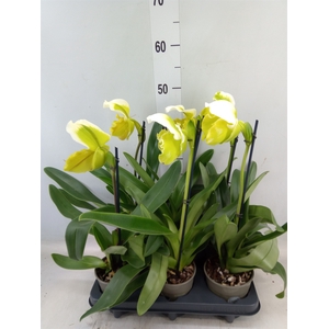 Paphiopedilum american hybride mix