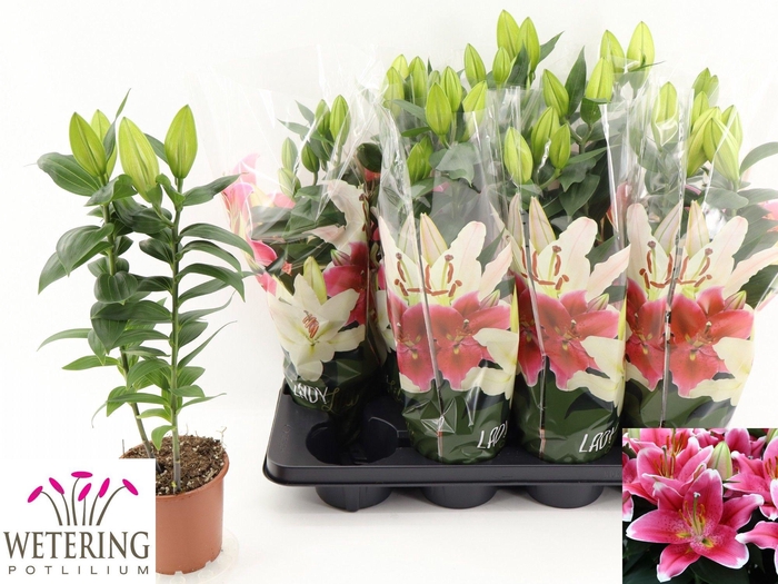 <h4>LIL OR SUNNY ROBYN</h4>