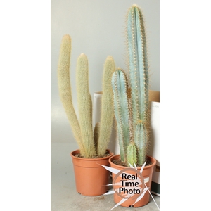 CACTUS OV