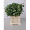 EUC PARVIFOLIA PB