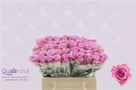 <h4>R Gr Thriller -in box</h4>