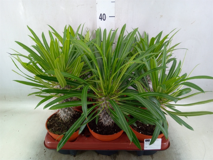 <h4>Succulents   ...</h4>