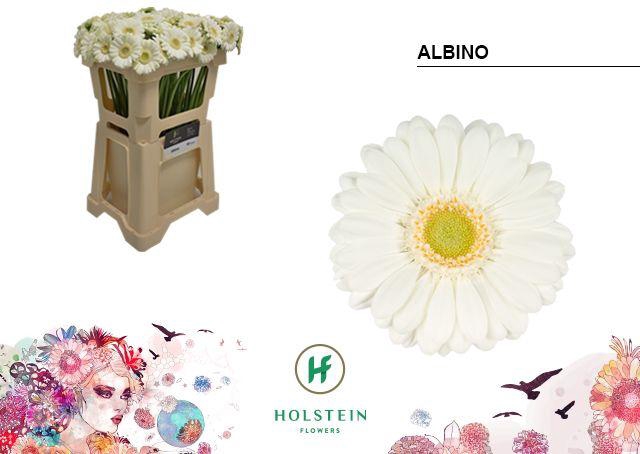 <h4>Germini Albino Water</h4>