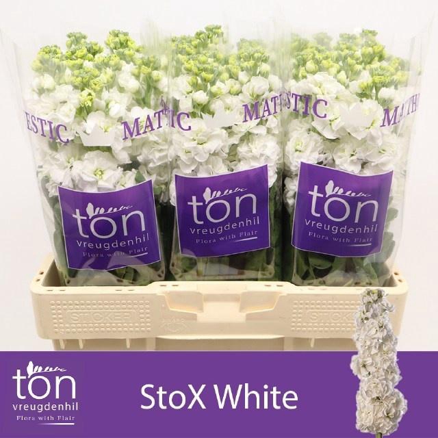 <h4>MATTH STOX WHITE</h4>
