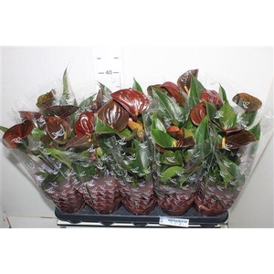 Anth An Chocolate 5+