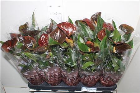 <h4>Anth An Chocolate 5+</h4>