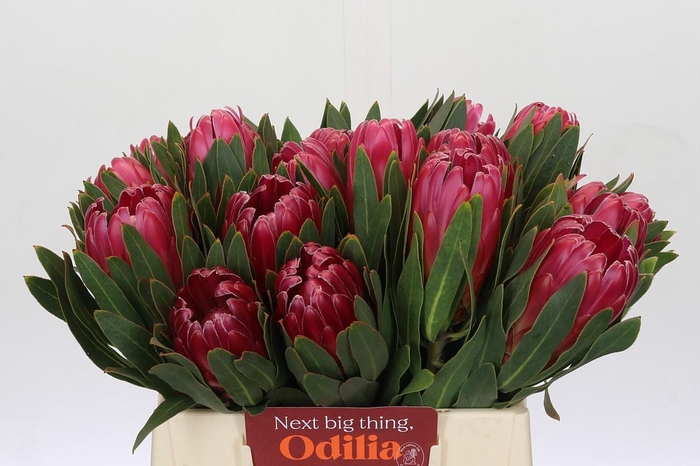 Protea Brenda