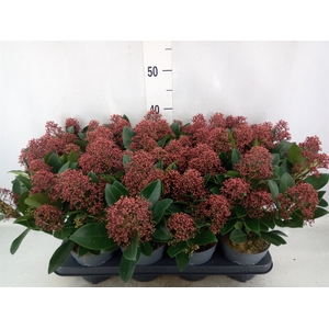 Skimmia jap. 'Rubella'