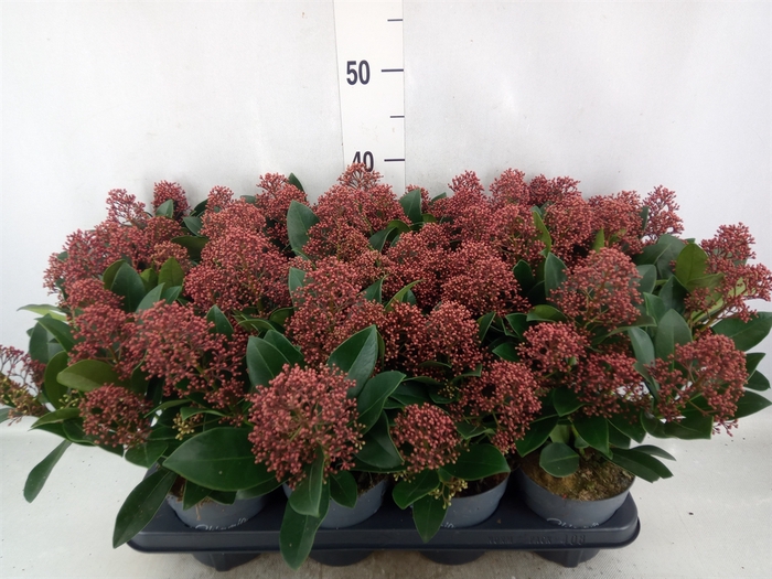 Skimmia jap. 'Rubella'