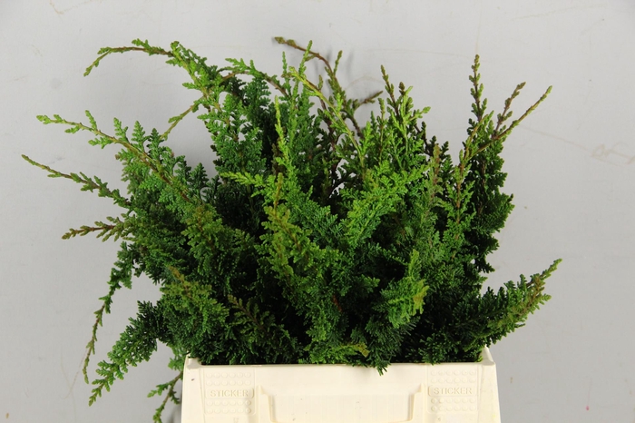 <h4>CONIFEER TEDDY PER BUNCH</h4>