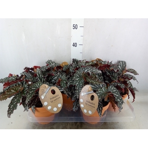 Begonia BD mac. 'Spotlight Dark'