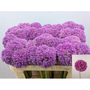 ALLIUM GIGANTEUM