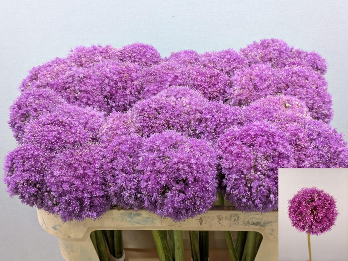 <h4>ALLIUM GIGANTEUM</h4>