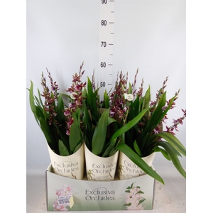 Burrageara  'Barrocco Red'