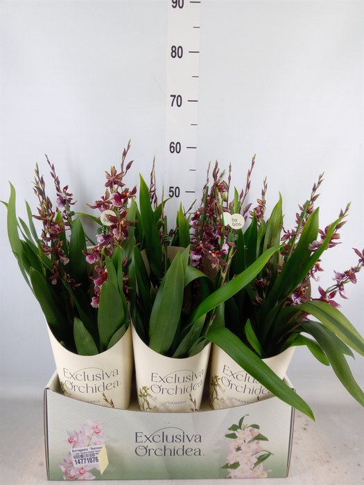 <h4>Burrageara  'Barrocco Red'</h4>