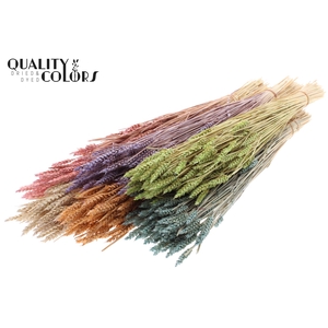 Triticum (sunbleached) per bunch Mixed colours Frosted