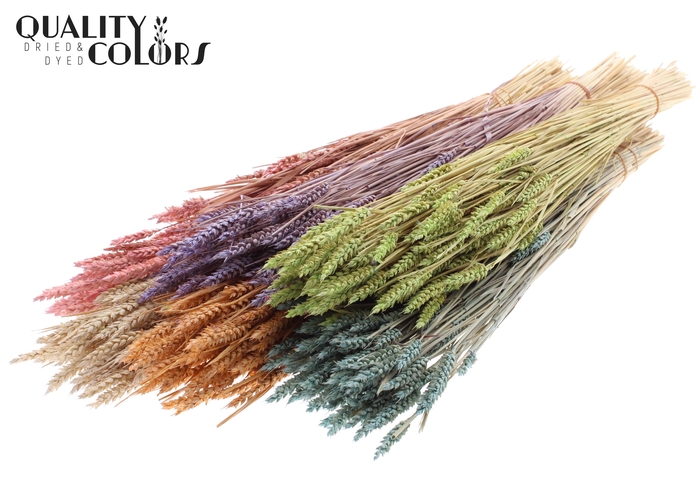 <h4>Triticum (sunbleached) per bunch Mixed colours Frosted</h4>