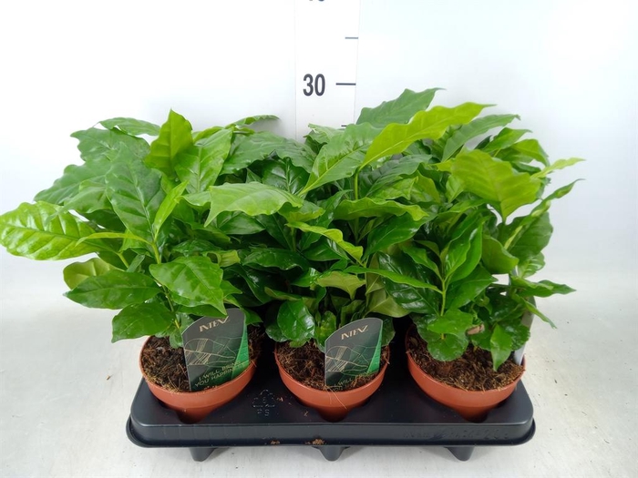 <h4>Coffea arabica</h4>