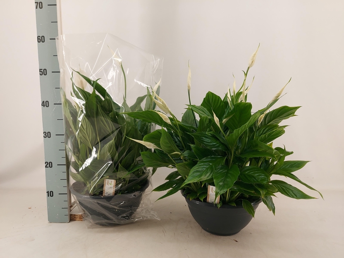 <h4>SPATH CHOPIN</h4>