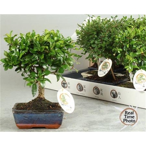 Bonsai Gem