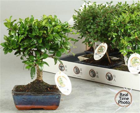 <h4>Bonsai Gem</h4>