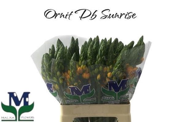 Ornit Db Sunrise