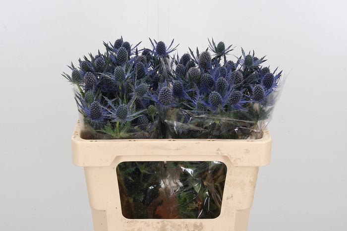 <h4>Eryng Mag Blue Lagoo</h4>