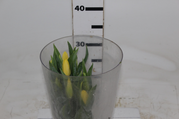 <h4>TULIPA AMARELO</h4>